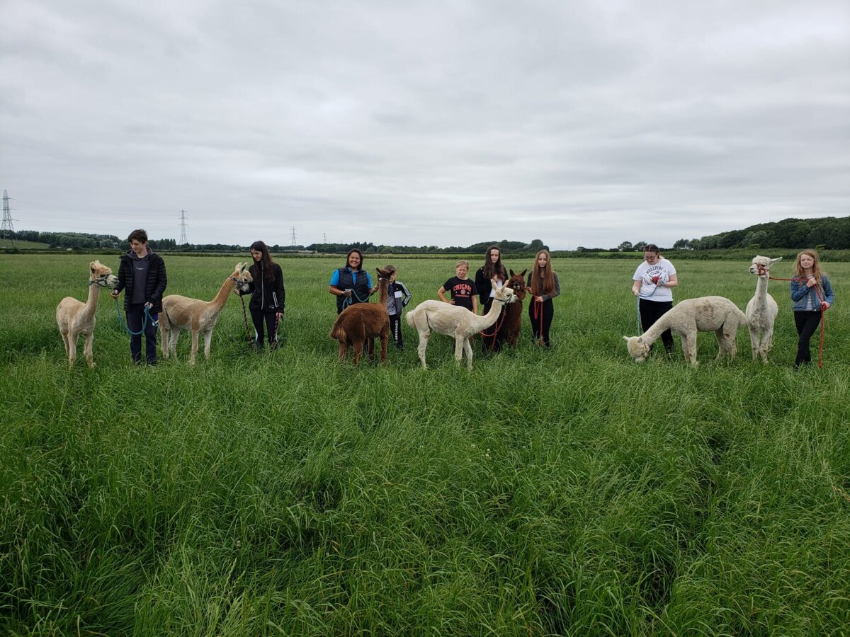 Image of Lowland Farm - Meet the alpacas 